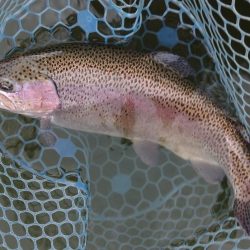 人がいっぱい ～岡崎トラウトポンド～